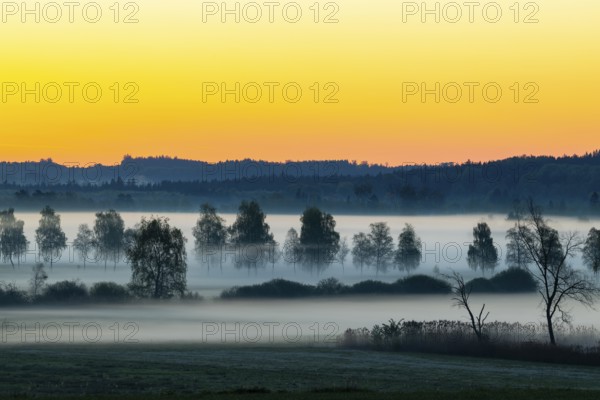 Early morning fog over the moor, birch (Betula), birch family (Betulaceae), dawn, fog, Pfrungen, Pfrunger-Burgweiler Ried, Baden-Wuerttemberg, Germany, Europe