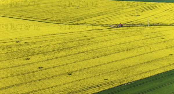Rape field in bloom with a small house. Landscape near Dornstadt Baden-Württemberg, Germany, Europe