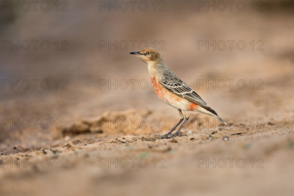 Crimson Chat (Epthianura tricolor) female perched on the ground, Victoria, Australia, Oceania