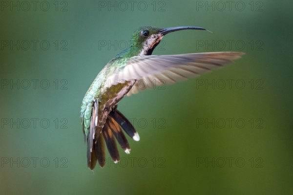 Green-breasted Mango (Anthracothorax prevostii) female flying, Peten, Guatemala, Central America