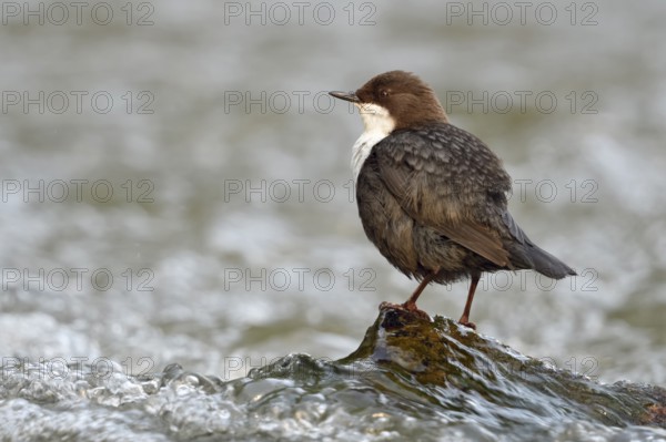 White-throated Dipper (Cinclus cinclus), North Rhine-Westphalia, Germany, Europe