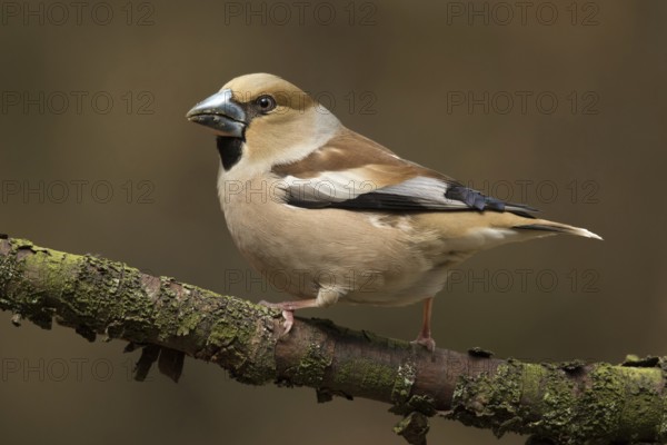 Appelvink vrouw zittend op tak, Hawfinch female sitting on branch
