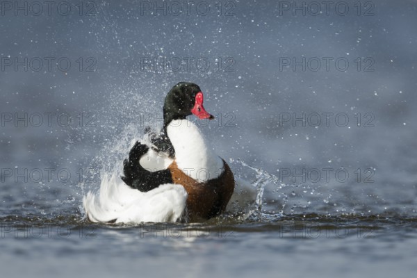 Common Shelduck (Tadorna tadorna) male bathing, Schleswig-Holstein, Germany, Europe
