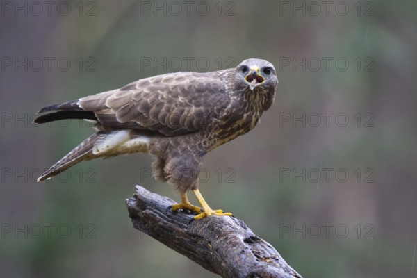 Common Buzzard (Buteo buteo) perched on a branch, Netherlands