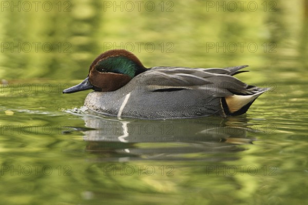 Green-winged Teal (Anas carolinensis) male, Arizona, USA, North America