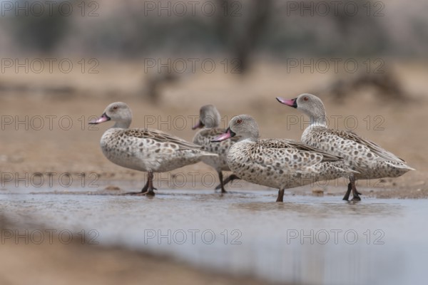 Cape Teal (Anas capensis), Northern Cape, South Africa, Africa