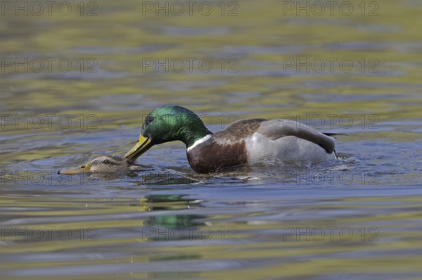Mallard (Anas platyrhynchos), Saxony, Germany, Europe