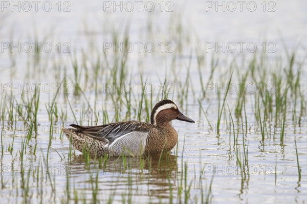Garganey (Spatula querquedula) male, Mallorca, Spain, Europe