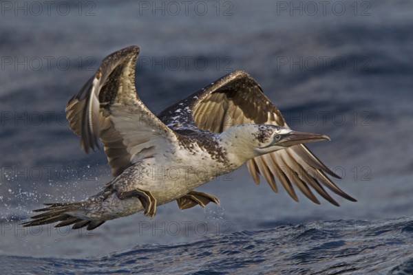 Northern Gannet (Morus bassanus) flying, North Sea, Germany, Europe