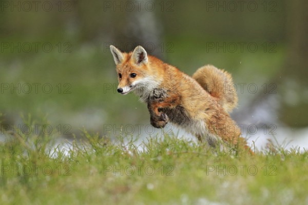 Red Fox jumping, Vulpes vulpes, wildlife scene from Europe. Orange fur coat animal in the nature habitat. Fox on the green forest meadow