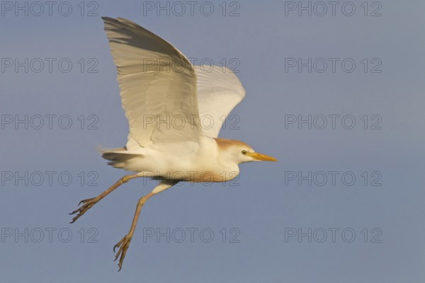Western Cattle Egret (Bubulcus ibis) flying, Florida, USA, North America