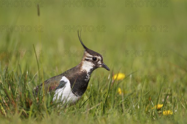 Northern Lapwing (Vanellus vanellus) male, North Rhine-Westphalia, Germany, Europe