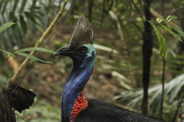 Southern Cassowary (Casuarius casuarius) female, Queensland, Australia, Oceania