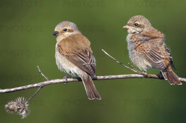 Red-backed Shrike (Lanius collurio) juvenile, Saxony-Anhalt, Germany, Europe