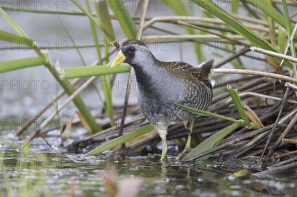 Sora (Porzana carolina), British Columbia, Canada, North America