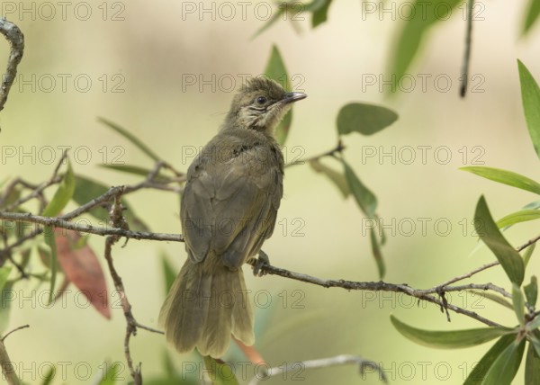 Olive-winged Bulbul (Pycnonotus plumosus), Thailand, Asia