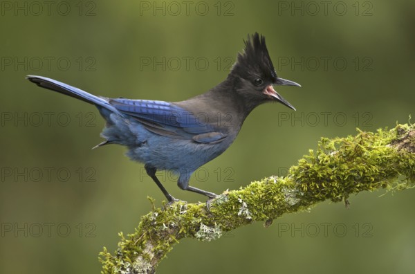Steller's Jay (Cyanocitta stelleri), British Columbia, Canada, North America