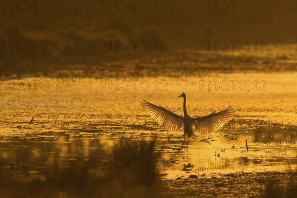 Great White Egret (Ardea alba), open wings, morning mood, backlight, Lower Austria