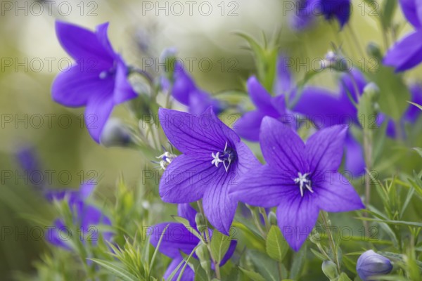 Close-up of the large balloon flower (Platycodon grandiflorus), the bright colours create a fresh summer atmosphere, Siegen, North Rhine-Westphalia, Germany, Europe