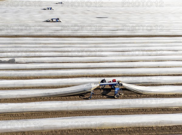 DefaultAsparagus harvest on the Lower Rhine, near Wesel, asparagus field under thermo foil, for faster growth, even in cold weather conditions, with the help of an asparagus spider the harvesters prick the asparagus, the machine lifts the foil tunnel and after pricking it puts the plastic foil back on the asparagus stem, North Rhine-Westphalia, Germany, Europe