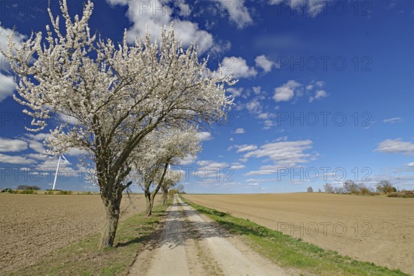 Flowering trees line a country lane under a clear, cloudy sky, Wendland, Lower Saxony, Germany, Europe