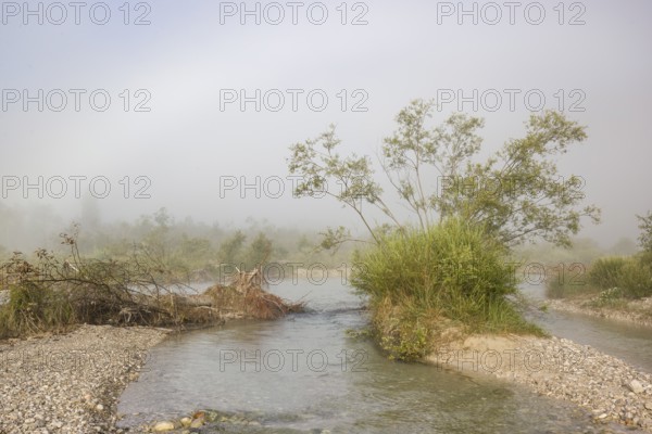 Isar valley nature conservancy area. The wild Isar river flows through its gravel bed past driftwood and entrained trees and bushes. Sunrise with fog showing an arc of mist, a rare weather phenomenon