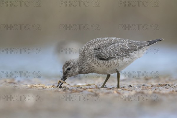 Red Knot (Calidris canutus) foraging, Mecklenburg-Western Pomerania, Germany, Europe