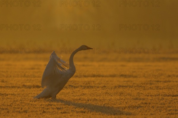 Whooper Swan (Cygnus cygnus) flapping, North Rhine-Westphalia, Germany, Europe