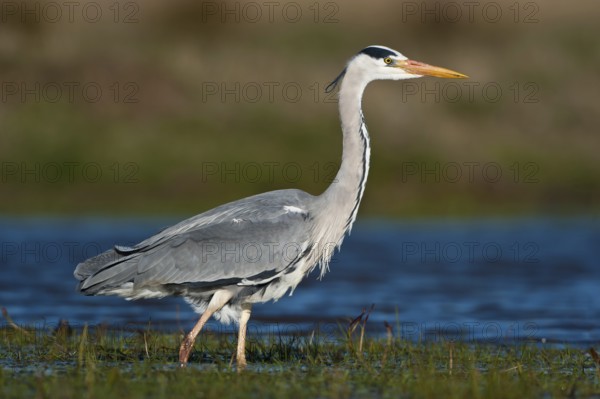 Grey Heron (Ardea cinerea), Schleswig-Holstein, Germany, Europe