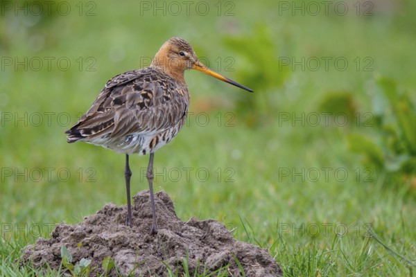 Black-tailed Godwit (Limosa limosa), Netherlands