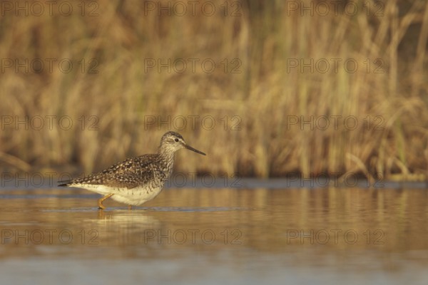Lesser Yellowlegs (Tringa flavipes), Manitoba, Canada, North America
