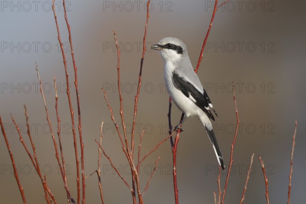 Great Grey Shrike (Lanius excubitor), Fribourg, Switzerland, Europe
