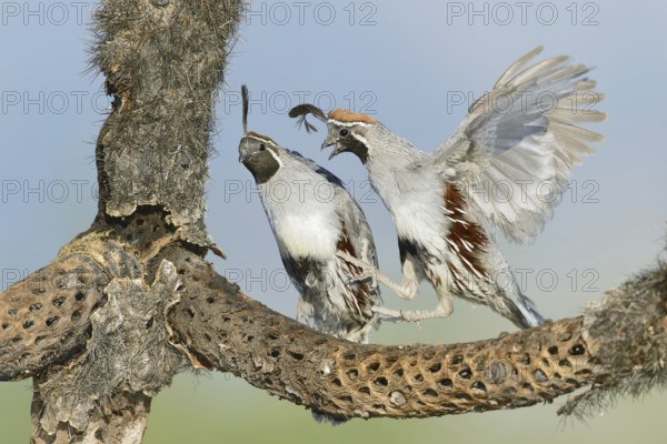Gambel's Quail (Callipepla gambelii) male, Arizona, USA, North America