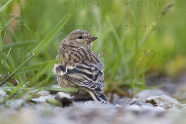 Citril Finch - Zitronengirlitz - Carduelis citrinella, Austria, juvenile, Europe