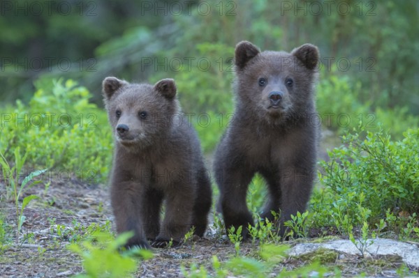 Eurasian Brown Bear (Ursus arctos) two cubs walking on forest trail, Finland, Europe