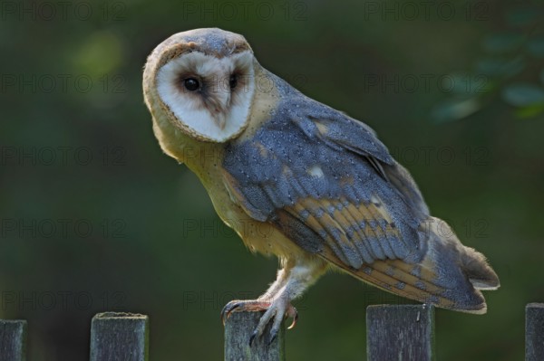 Barn owl sitting on wooden fence with dark green background, bird in habitat, Czech republic, Central Europe