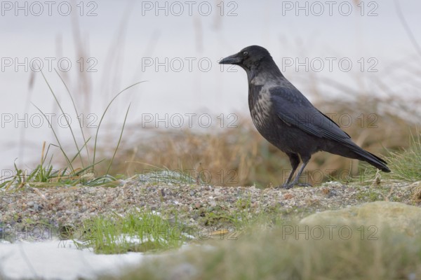 Rabenkrähe lat. Corvus corone, Altvogel auf Brachfläche