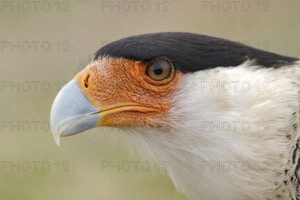 Northern Crested Caracara (Caracara cheriway), Texas, USA, North America