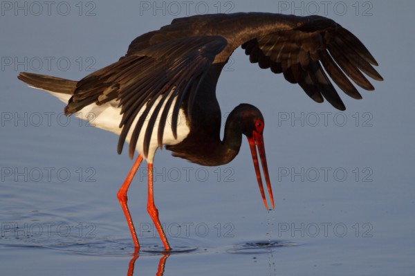 Black Stork (Ciconia nigra) foraging, Greece, Europe