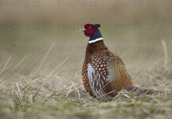 Common Pheasant (Phasianus colchicus) male, Schleswig-Holstein, Germany, Europe