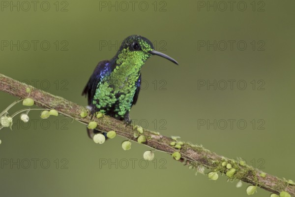 Crowned Woodnymph (Thalurania colombica hypochlora), Ecuador, South America