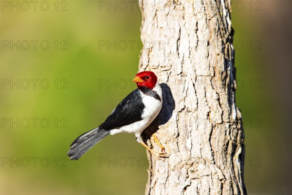 The red-capped cardinal (Paroaria gularis) Pantanal Brazil