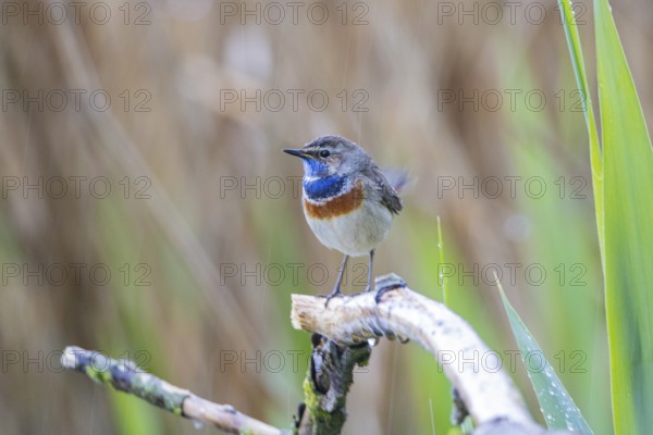Bluethroat (Luscinia svecica cyanecula) Male Germany