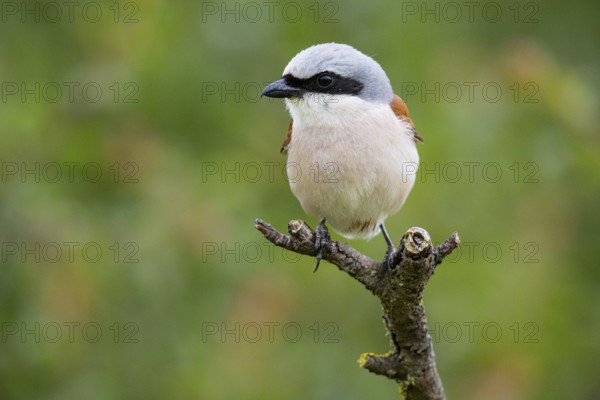 Red-backed shrike (Lanius collurio) ml Germany