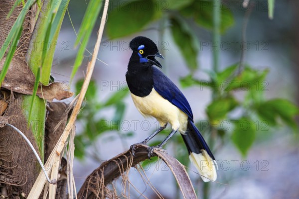Plush-crested jay (Cyanocorax chrysops) Pantanal Brazil