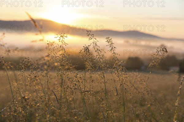 Grass panicles shining in the morning sun, Upper Lusatian mountains with fog in the morning light, view from Callenberg, Schirgiswalde-Kirschau, Saxony, Germany, Europe