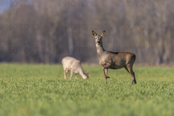 A red deer (Capreolus capreolus) foraging in a meadow in winter. A deer stands in a field with another grazing deer in the background. High Rhine, Alsace, France, Europe