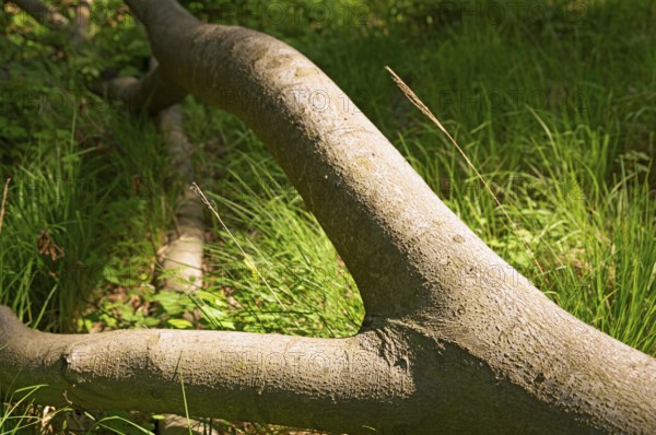 Tree trunks, Darß primeval forest, Weststrand, national park, forest stand, Darß, Zingst, Germany, Europe