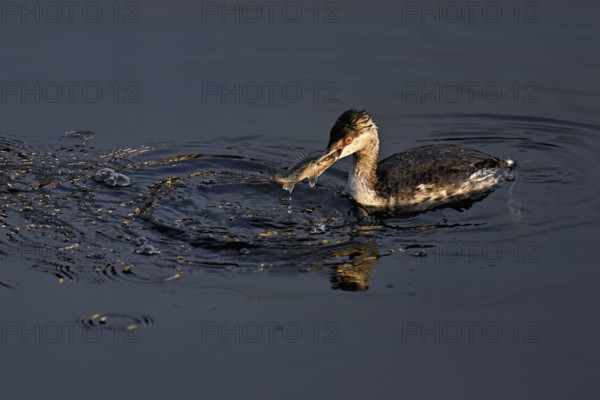 Slavonian grebe (Podiceps auritus), adult, in a white plumage, winter plumage, swimming with a fish in its beak, Lake Zug, Switzerland, Europe