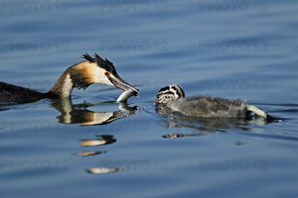Great Crested Grebe (Podiceps Scalloped ribbonfish), feeding a chick with a feather, swimming in the water, Lake Zug, Canton Zug, Switzerland, Europe